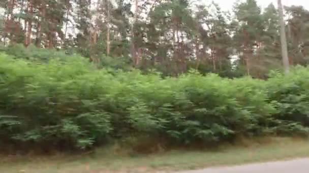 Δάσος πεύκου από το παράθυρο του αυτοκινήτου — Αρχείο Βίντεο