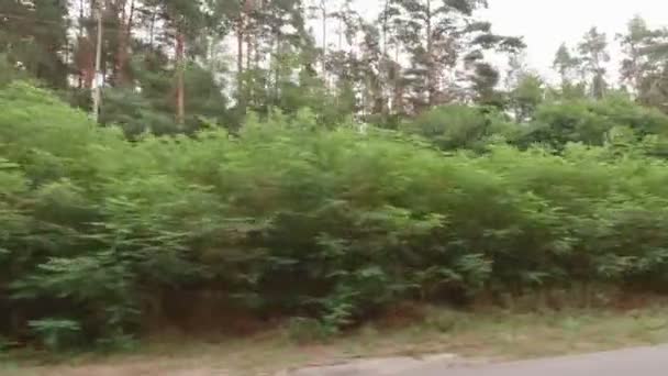 Hutan Dari Jendela Mobil — Stok Video