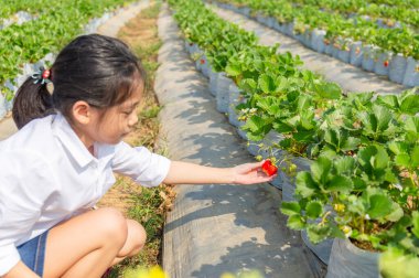 Mutlu kızın seçmeli odak noktası bahçeden taze kırmızı organik çilek toplaması.