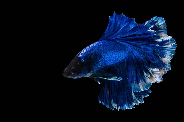 Betta Fish Siamese Fighting Fish Black Background — Stock Photo, Image