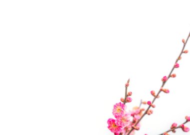 Japonya 'nın beyaz arka planında seçici odak noktası pembe kiraz çiçeği sakura.