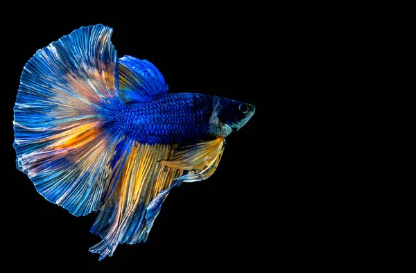 Krásné Vícebarevné Betta Ryby Výstřižkem Cesta Siamské Bojové Ryby Černém — Stock fotografie