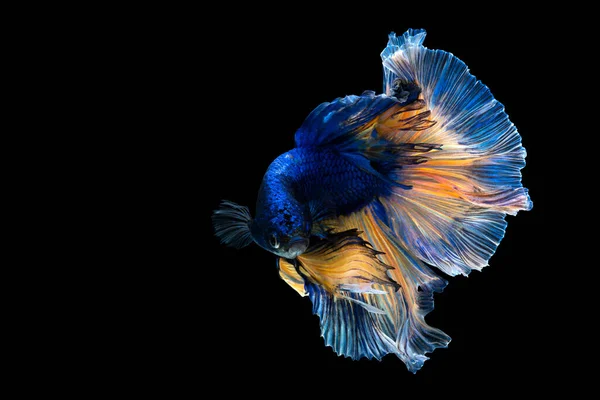 Betta Fish Clipping Path Siamese Fighting Fish Isolated Black Background — Stock Photo, Image