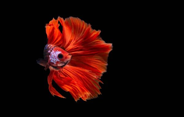 Betta Fish Clipping Path Siamese Fighting Fish Isolated Black Background — Stock Photo, Image