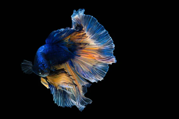 Betta Fish Clipping Path Siamese Fighting Fish Isolated Black Background — Stock Photo, Image