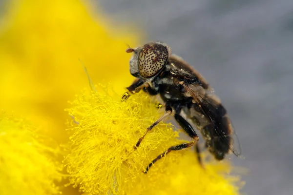 Fliege frisst an einer Blume — Stockfoto