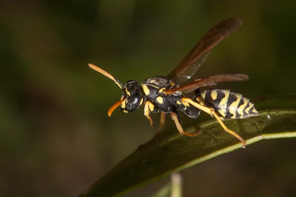 Bir yaprak üzerinde dinlenme Wasp — Stok fotoğraf