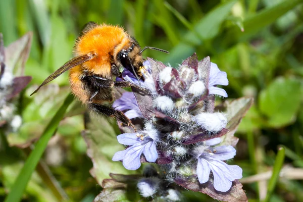 Bee apis mellifica — Stock Photo, Image