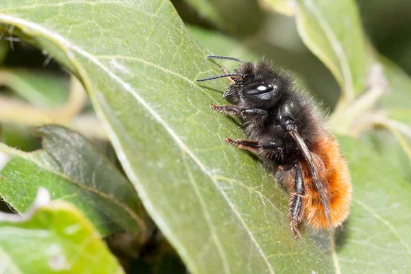 Pszczoła apis mellifica — Zdjęcie stockowe