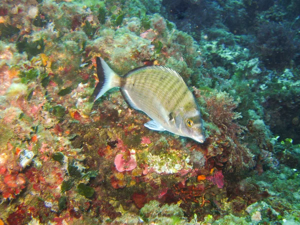 Seabream — Stock Photo, Image