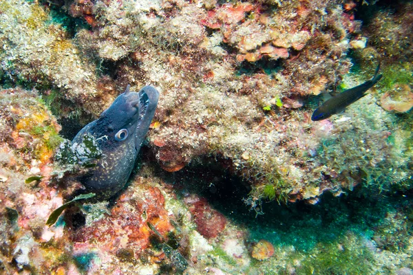 Particular of a moray — Stock Photo, Image