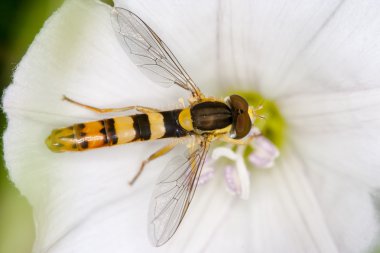 hoverfly bir çiçek üzerinde