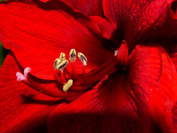 Particolare di un fiore — Foto Stock