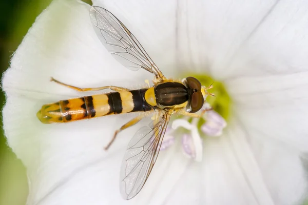 Hoverfly на цветочке — стоковое фото