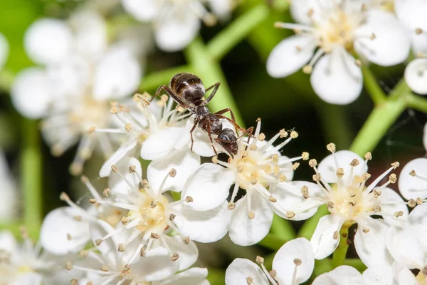 Hormiga en una hoja — Foto de Stock