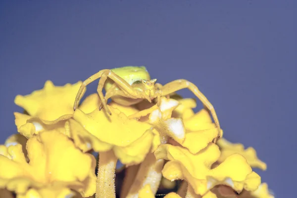 花の上のクモ — ストック写真