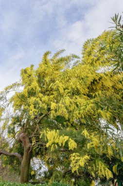 çiçekli bir mimoza ağacının