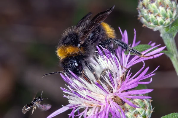 Bombus μέλισσα σε ένα λουλούδι — Φωτογραφία Αρχείου