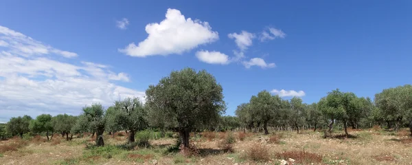 Zeytin ağacı içinde bir tepe Apulia İtalya — Stok fotoğraf