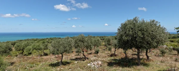 Zeytin ağacı içinde bir tepe Apulia İtalya — Stok fotoğraf