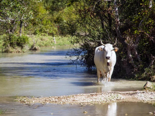 Vaca caminando en la naturaleza —  Fotos de Stock