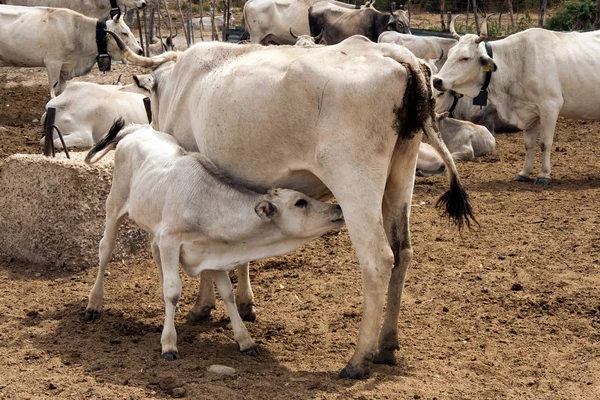 Kuh säugt Kalb — Stockfoto