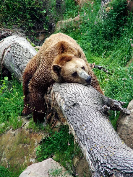 Orso che riposa su un albero Fotografia Stock