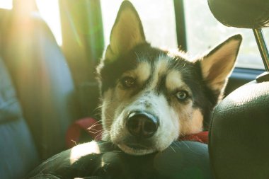 Bir araba kuaförünün içindeki Sibirya köpeğinin portresi. Uzun bir yolculuk