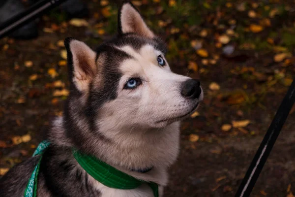 Retrato Perro Husky Siberiano Otoño Viaje Largo —  Fotos de Stock