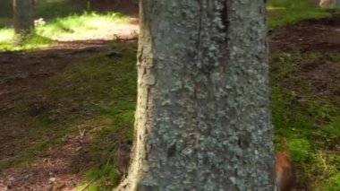 Kırmızı küçük bir sincap yeşil bir parkta ağaç gövdesi boyunca koşuyor. Bahar. Ellerinle ateş et.