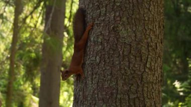Kırmızı küçük bir sincap yeşil bir parkta ağaç gövdesi boyunca koşuyor. Bahar. Ellerinle ateş et.