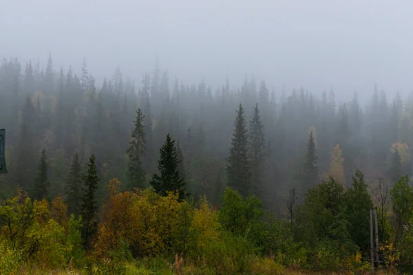 Seçici odaklanma. Sonbahar kozalaklı ormanında sis. Bulutlu havada ağaçların tepesinde. Murmansk Bölgesi. Rusya