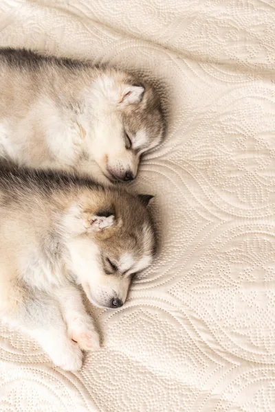 Μικρά κουτάβια husky κοιμούνται γλυκά σε μια ελαφριά υφή κουβέρτα — Φωτογραφία Αρχείου