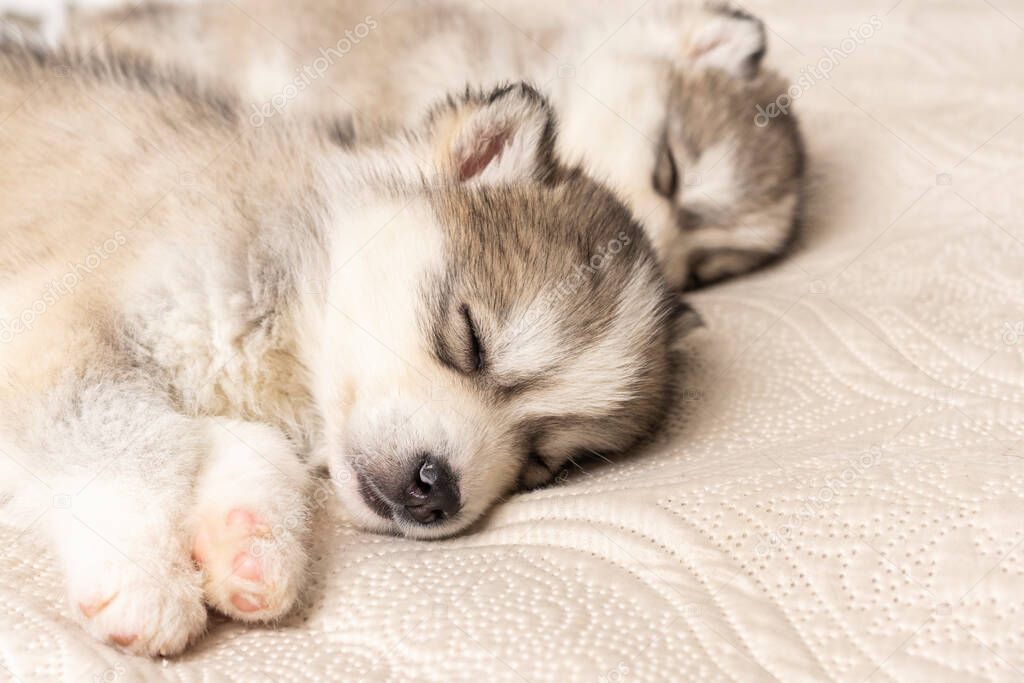 small husky puppies sleep sweetly on a light textured blanket