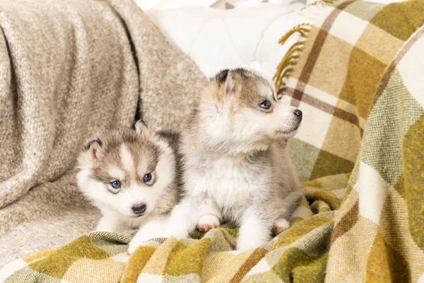 Cachorros muito pequenos e descascados. com um nariz preto e olhos azuis — Fotografia de Stock