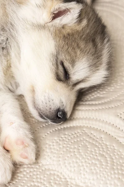 Pequenos filhotes de cachorro husky dormem docemente em um cobertor leve texturizado — Fotografia de Stock