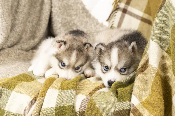 Cachorros husky muy pequeños. con nariz negra y ojos azules —  Fotos de Stock