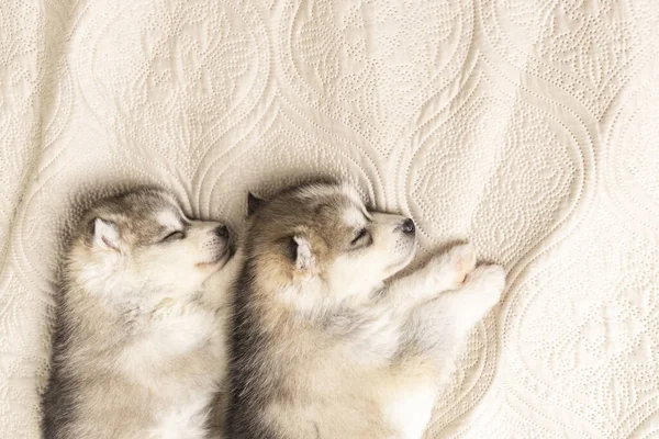 Small husky puppies sleep sweetly on a light textured blanket — Stock Photo, Image