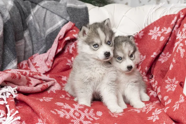 Cachorros Husky Pequeños Encuentran Una Manta Color Rojo Brillante Con —  Fotos de Stock