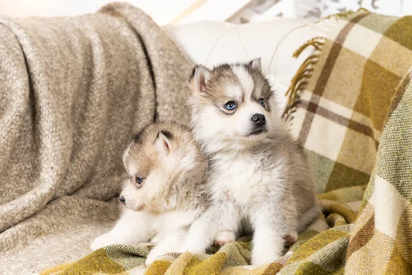 Cachorros Husky Muy Pequeños Sientan Una Manta Textura Verde Claro —  Fotos de Stock