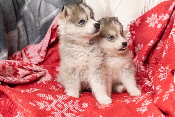 Μικρά Κουτάβια Husky Βρίσκονται Μια Φωτεινή Κόκκινη Κουβέρτα Νιφάδες Χιονιού — Φωτογραφία Αρχείου