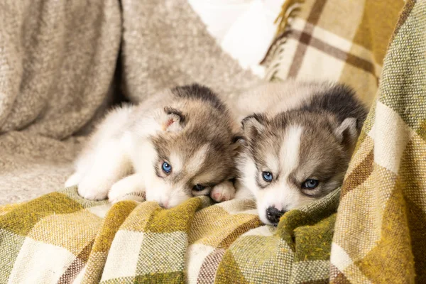 Cachorros Husky Muy Pequeños Sientan Una Manta Textura Verde Claro —  Fotos de Stock