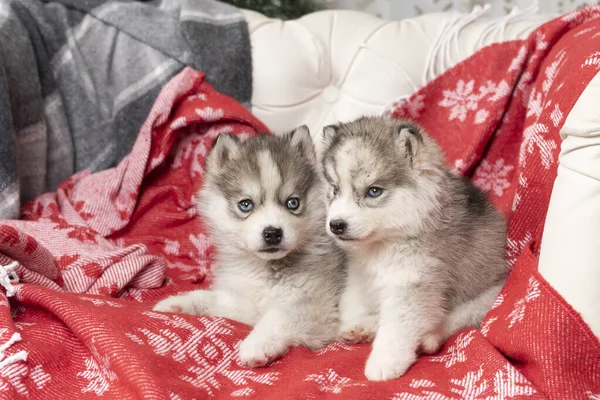 Μικρά Κουτάβια Husky Βρίσκονται Μια Φωτεινή Κόκκινη Κουβέρτα Νιφάδες Χιονιού — Φωτογραφία Αρχείου