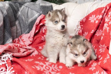 Küçük köpek yavruları kar taneleri ve kopyasıyla parlak kırmızı bir battaniyenin üzerinde uzanır.