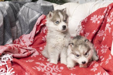 Küçük köpek yavruları battaniyeye uzanır.