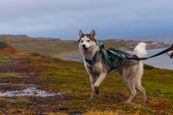 Perro Grande Husky Goza Paseo Por Las Llanuras Del Norte —  Fotos de Stock