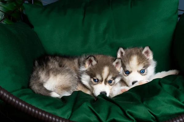 Πολύ Μικρά Σκυλάκια Μαύρη Μύτη Και Μπλε Μάτια Κάθονται Πάνω — Φωτογραφία Αρχείου