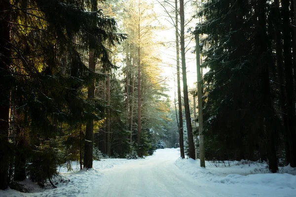 Concentrazione Selettiva Foresta Mista Neve Con Conifere Sentieri Nella Regione — Foto Stock