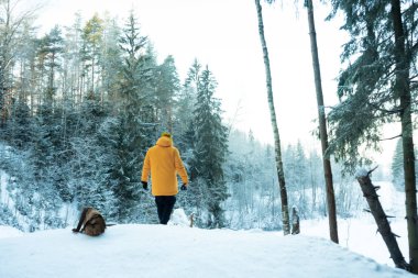 Seçici odaklanma. Açık sarı ceketli yetişkin bir adam Leningrad bölgesindeki kozalaklı ağaçlar ve patikalarla karlı bir ormanda yürüyor. Ocak 2021