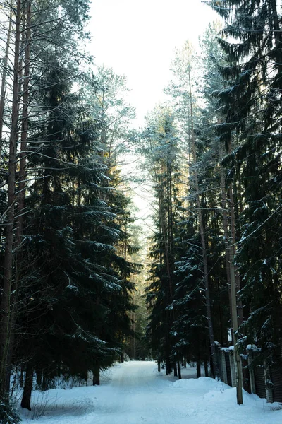 Szelektív Fókusz Vegyes Erdő Tűlevelű Fák Ösvények Leningrádi Régióban 2021 — Stock Fotó